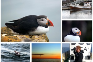 puffin collage
